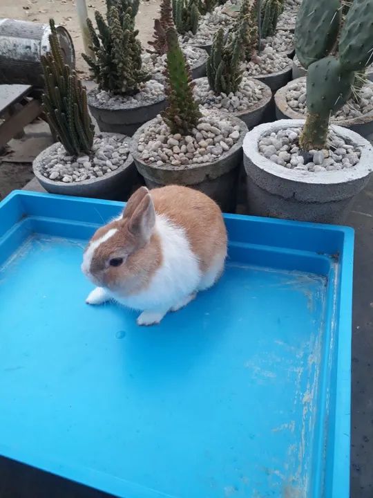 Mini coelho anão holandês  - Foto 3