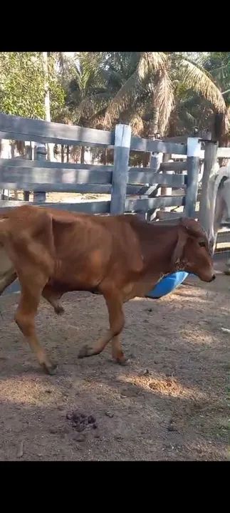 Bezerros mestiços para venda