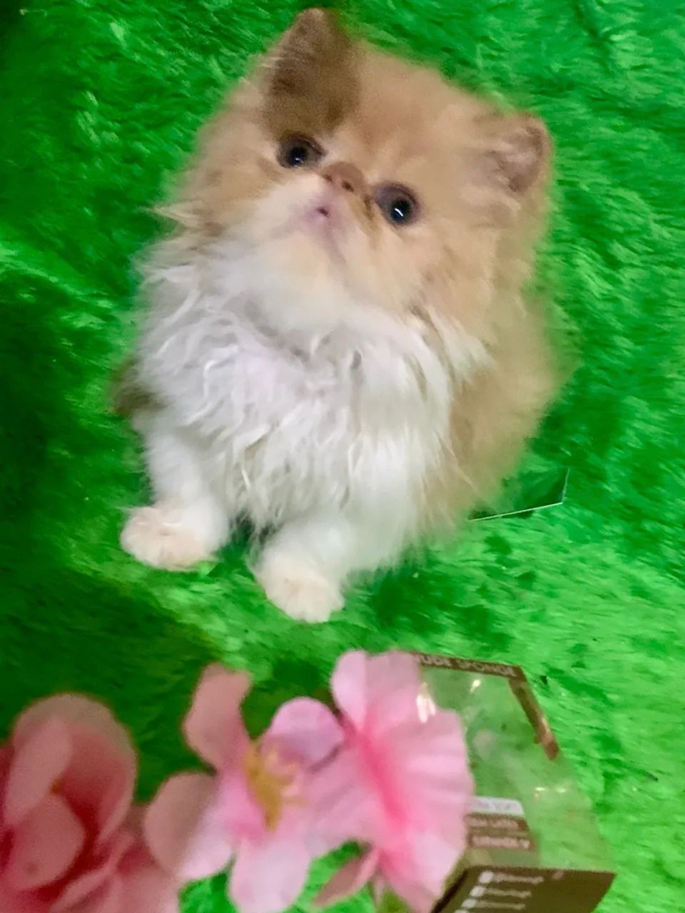 Filhote de persa fêmea bicolor padrão show  - Foto 6