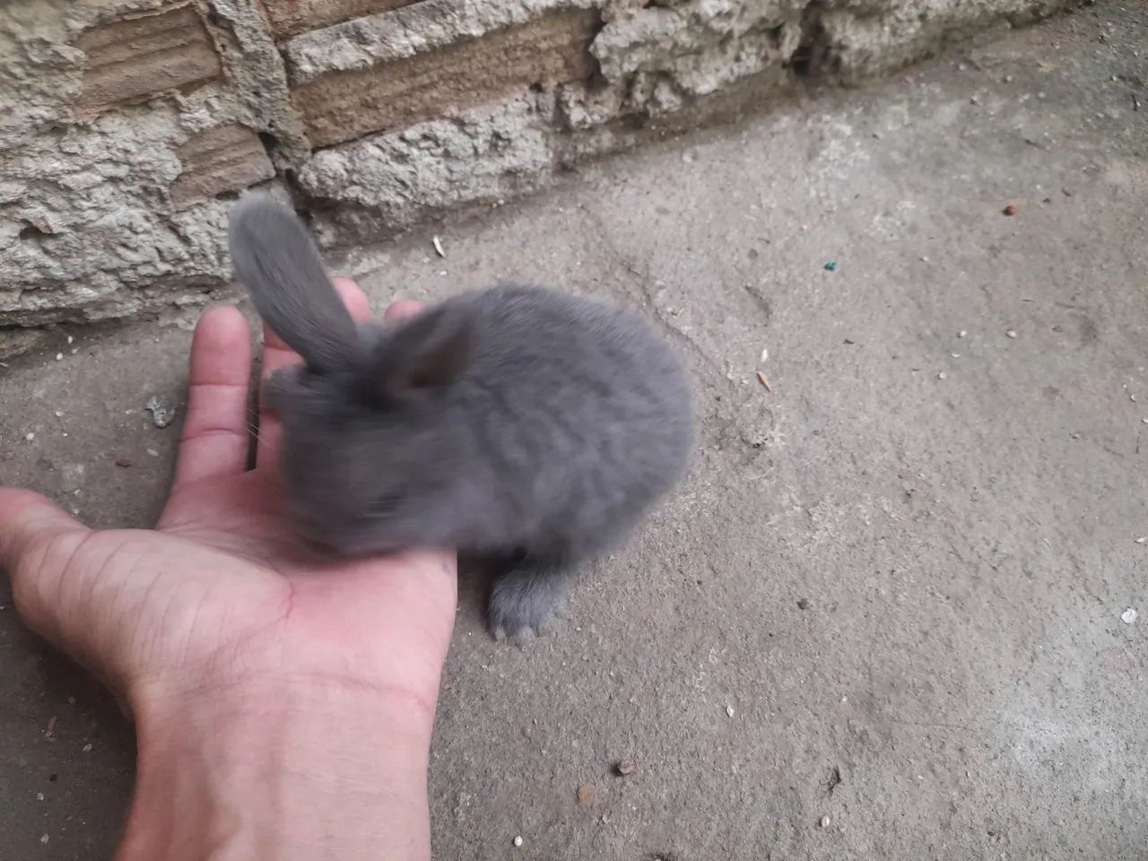 Coelhinhos disponíveis  - Foto 3