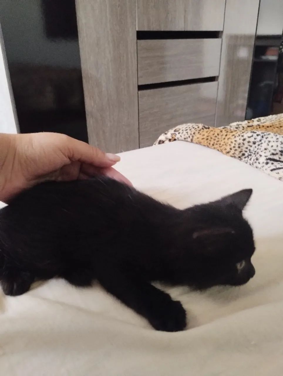 Doação de gato, bairro Perus SP - Foto 5