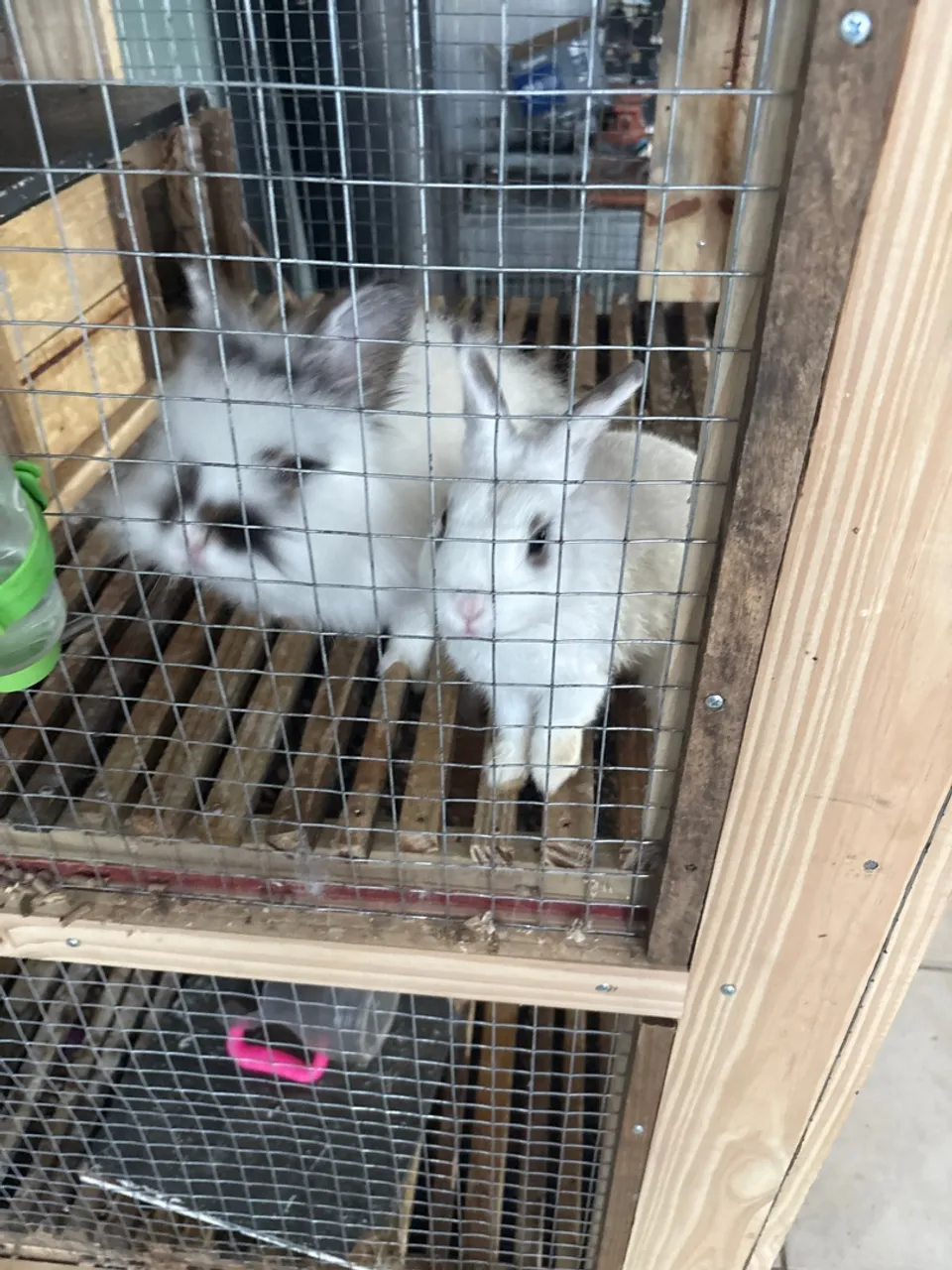 Lindos coelhos