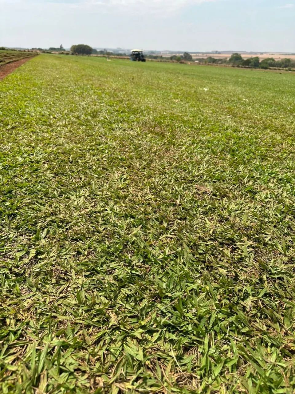 Grama apartir de 6,00 reais em mudas  - Foto 4