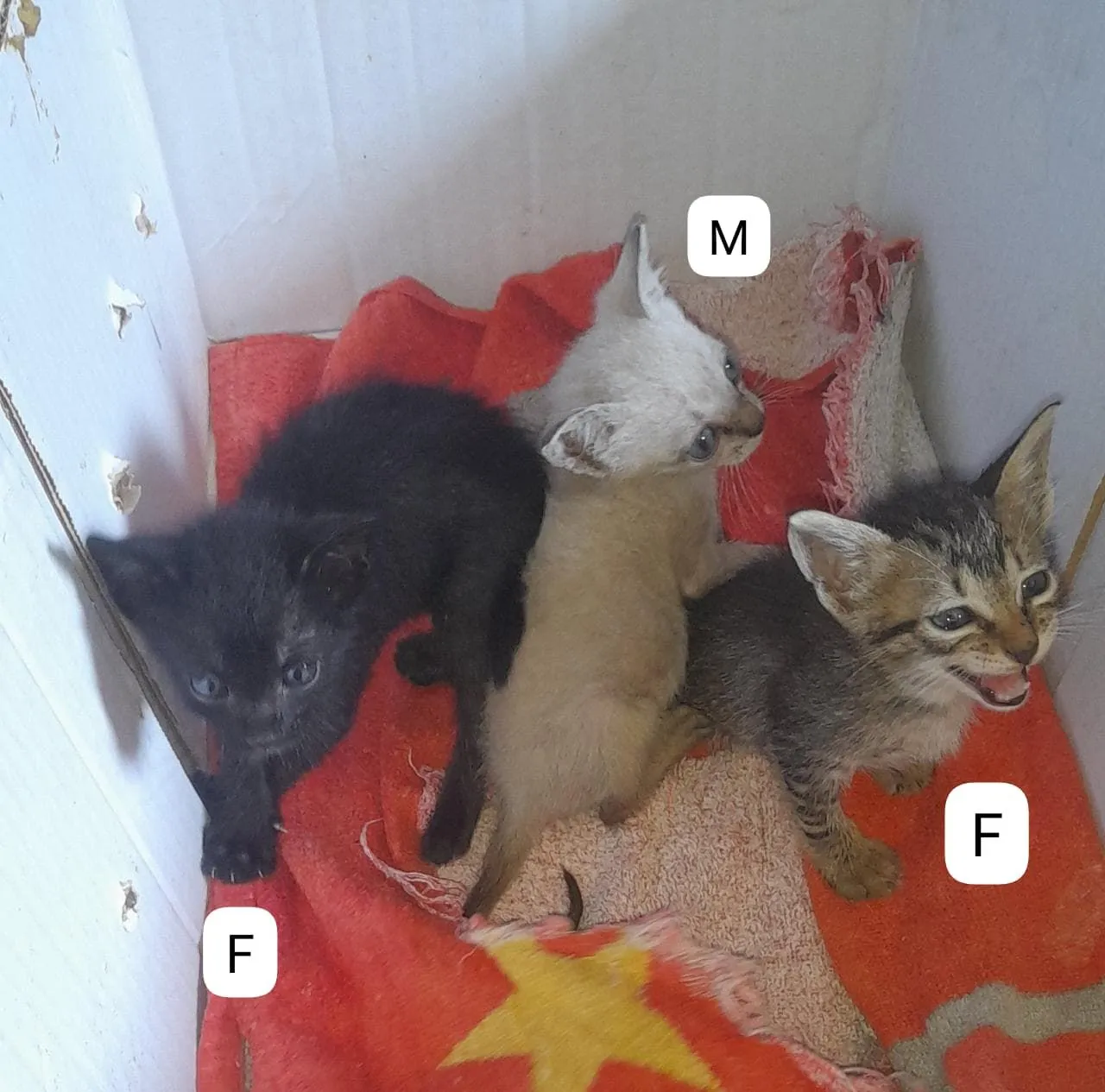 Gatinhos para adoção - filhotes fofos e brincalhões!
