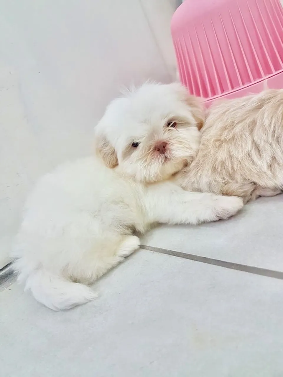 Filhotes Lhasa Apso - Gostaria do seu hoje?