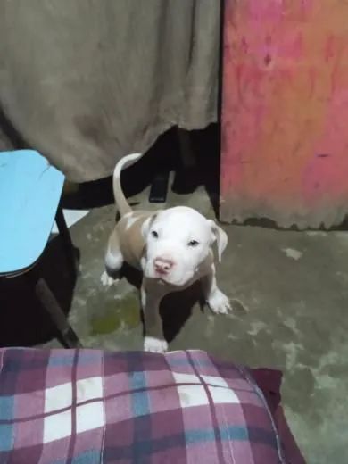 Cachorro macho pedigree pitbull puro - Foto 4