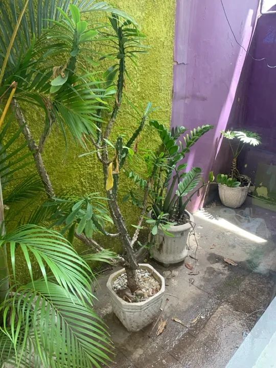 Conjunto de Vasos para Plantas - Foto 4