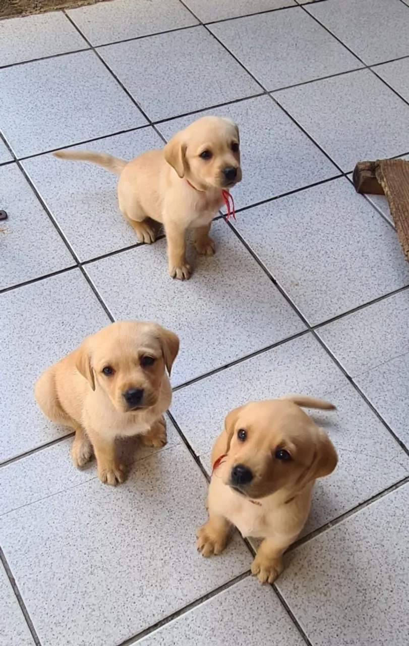 Labrador 3 machos
