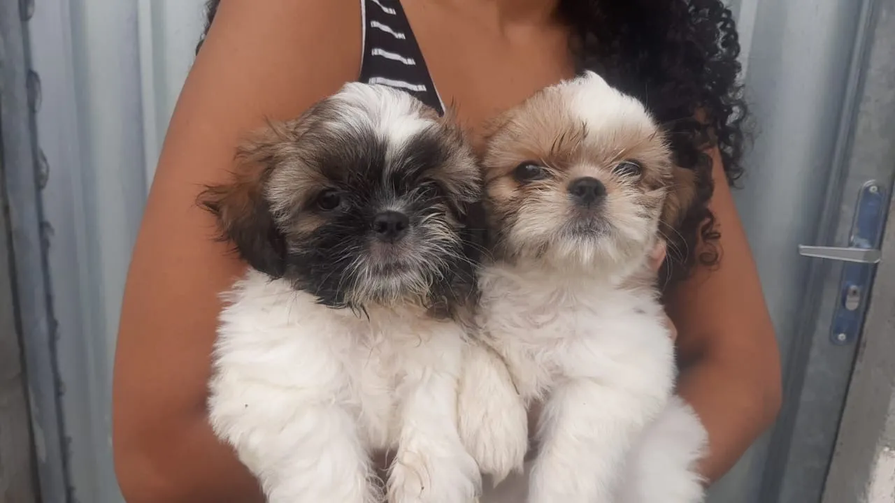 Casal de filhotes Shih Tzu lindos e fofinhos disponíveis!
