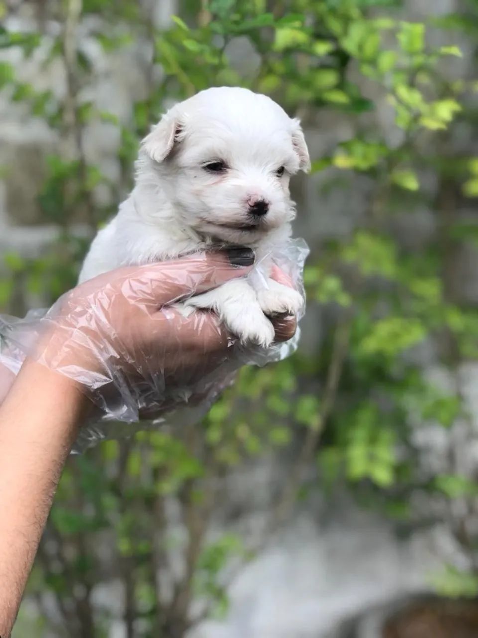 Maltês- Cachorros Vacinados com Contrato - Compromisso com a Qualidade