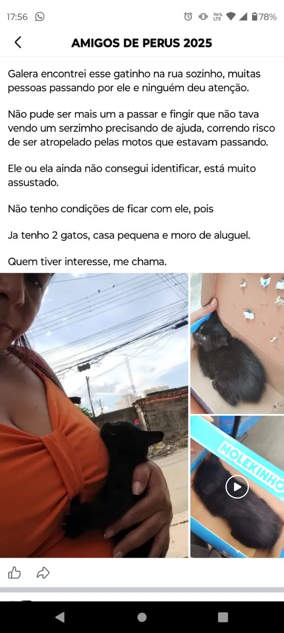 Doação de gato, bairro Perus SP
