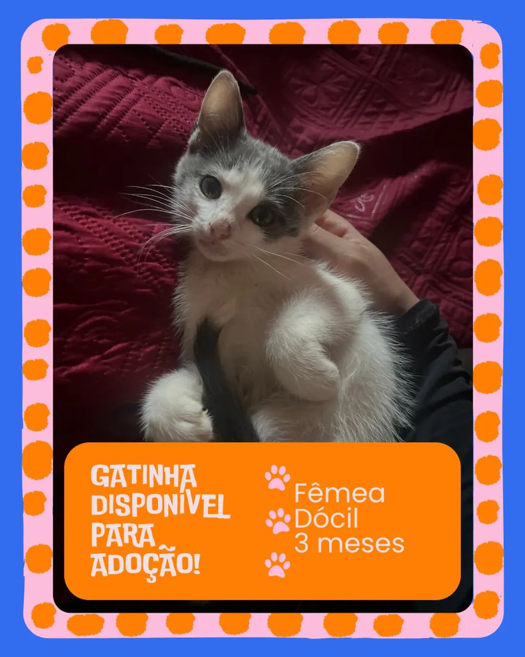 ? Adoção responsável de gatinhos procurando um lar amoroso - Foto 4