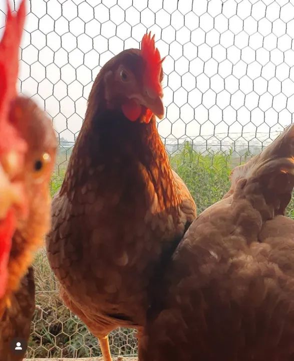 ovos orgânico - Foto 3