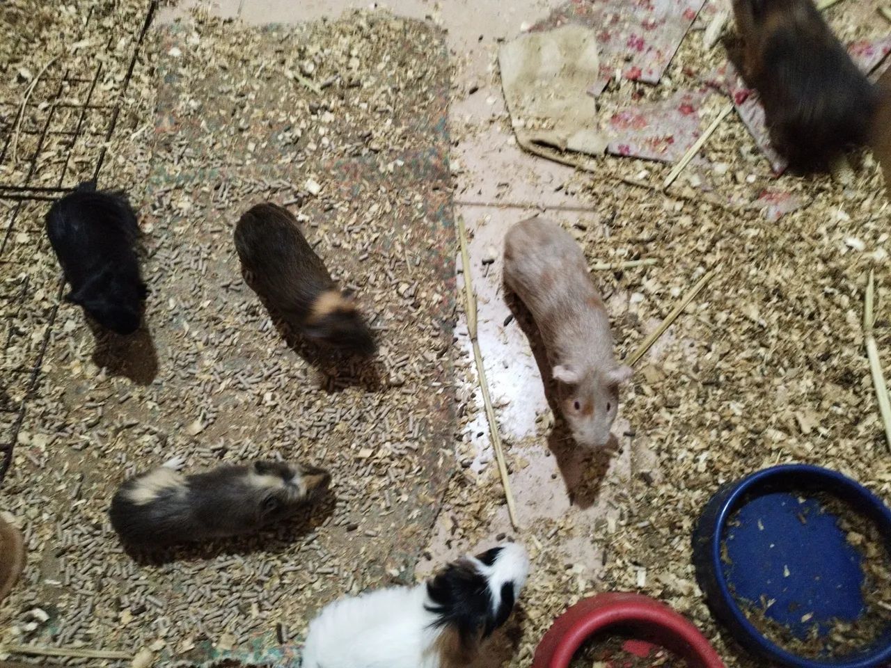  porquinhos da índia à venda