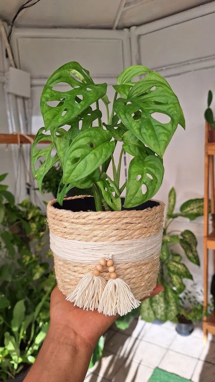 Planta Monstera Adansonii em vaso artesanal - Foto 2