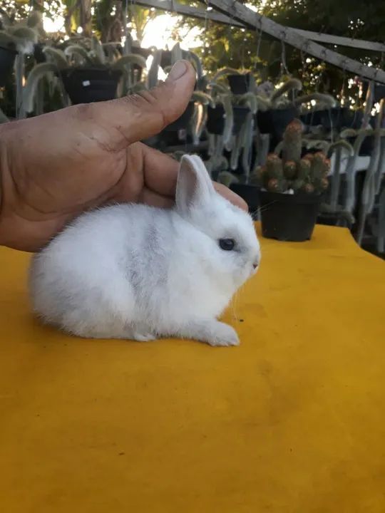 Coelho anão importado megpie - Foto 2