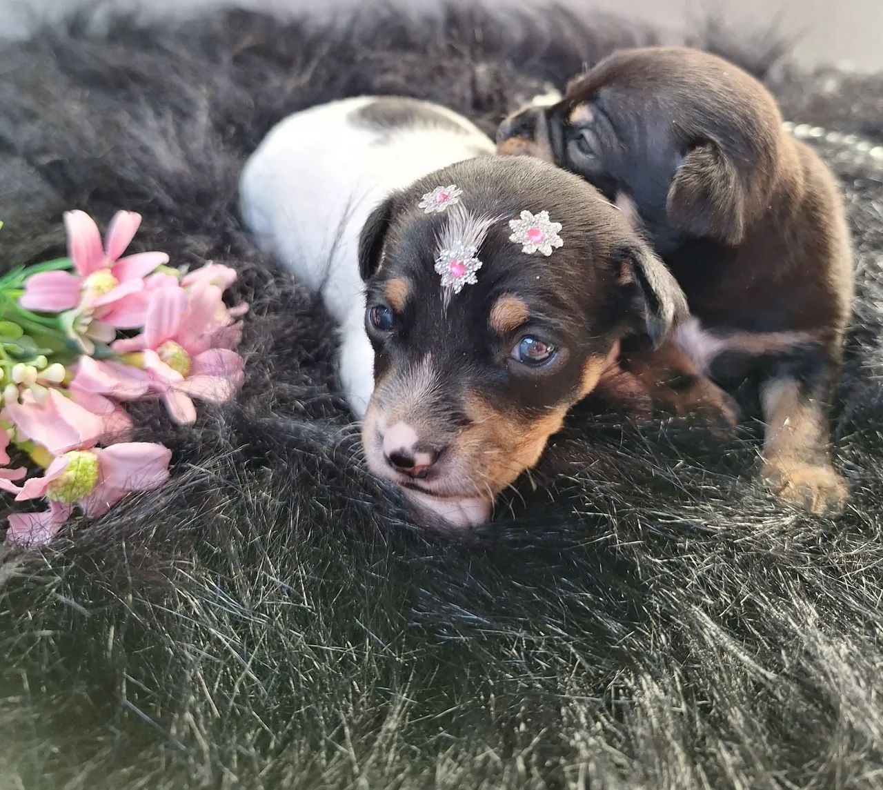 Filhotes de Pinscher N1 FEMEA e MACHO 