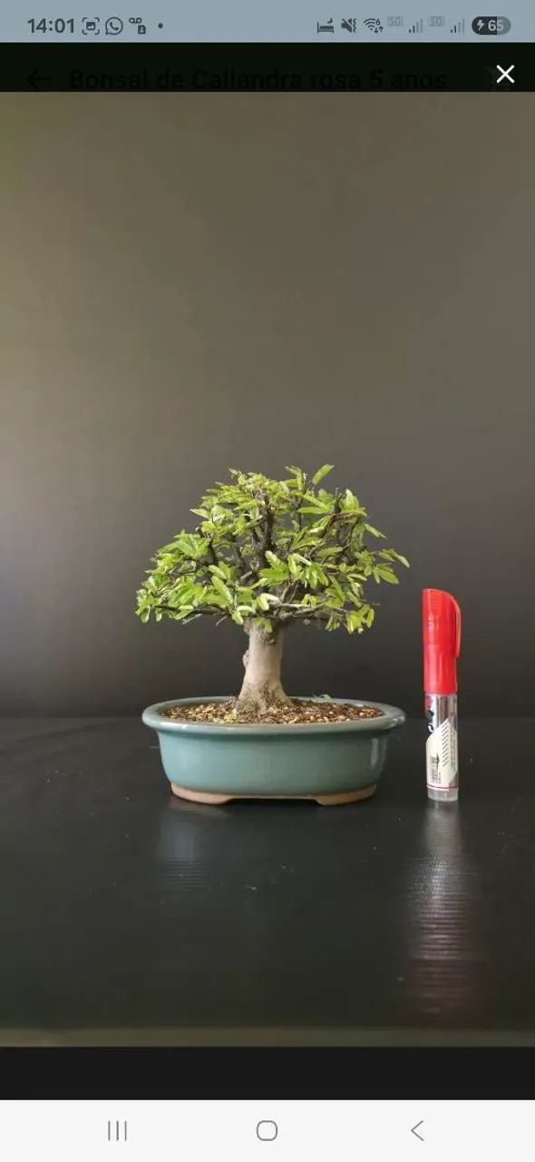 Bonsai 