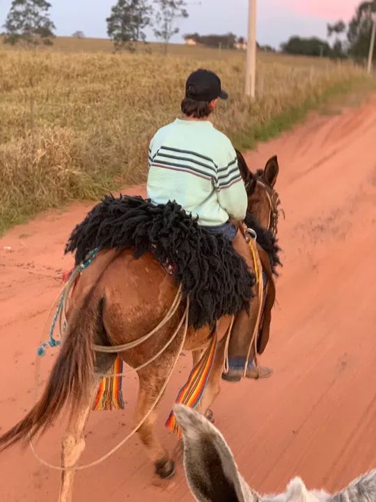 Mula manso para lida e passeio - Foto 2