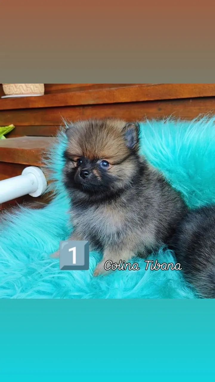 Filhotes Spitz machos - Foto 2