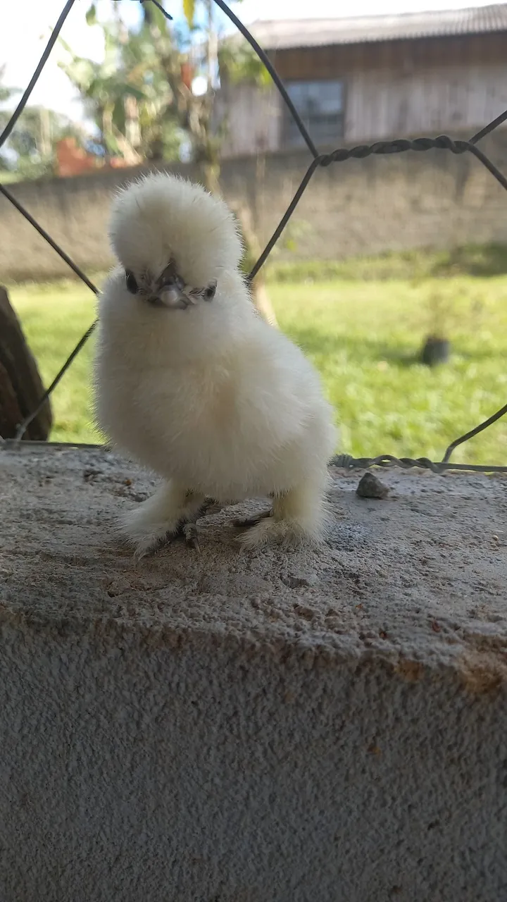 Pintinhos sedosa