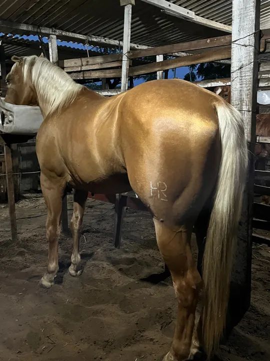 Cavalo Quarto de Milha para venda - Foto 3