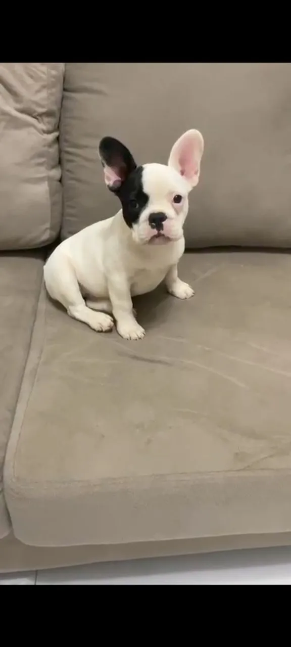 Filhote de Bulldog Francês