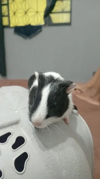 Porquinho da índia  - Foto 4