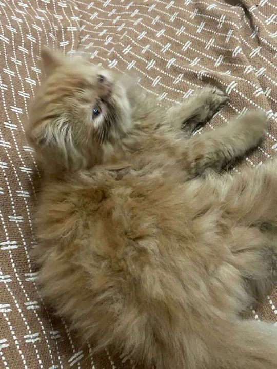 Gato perca  - Foto 4