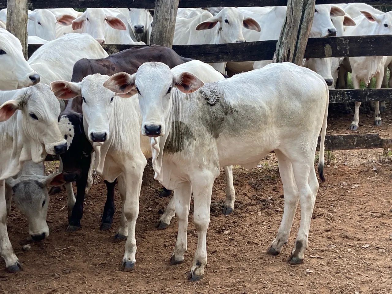 Bezerros Nelore para Cria e Recria - Foto 2