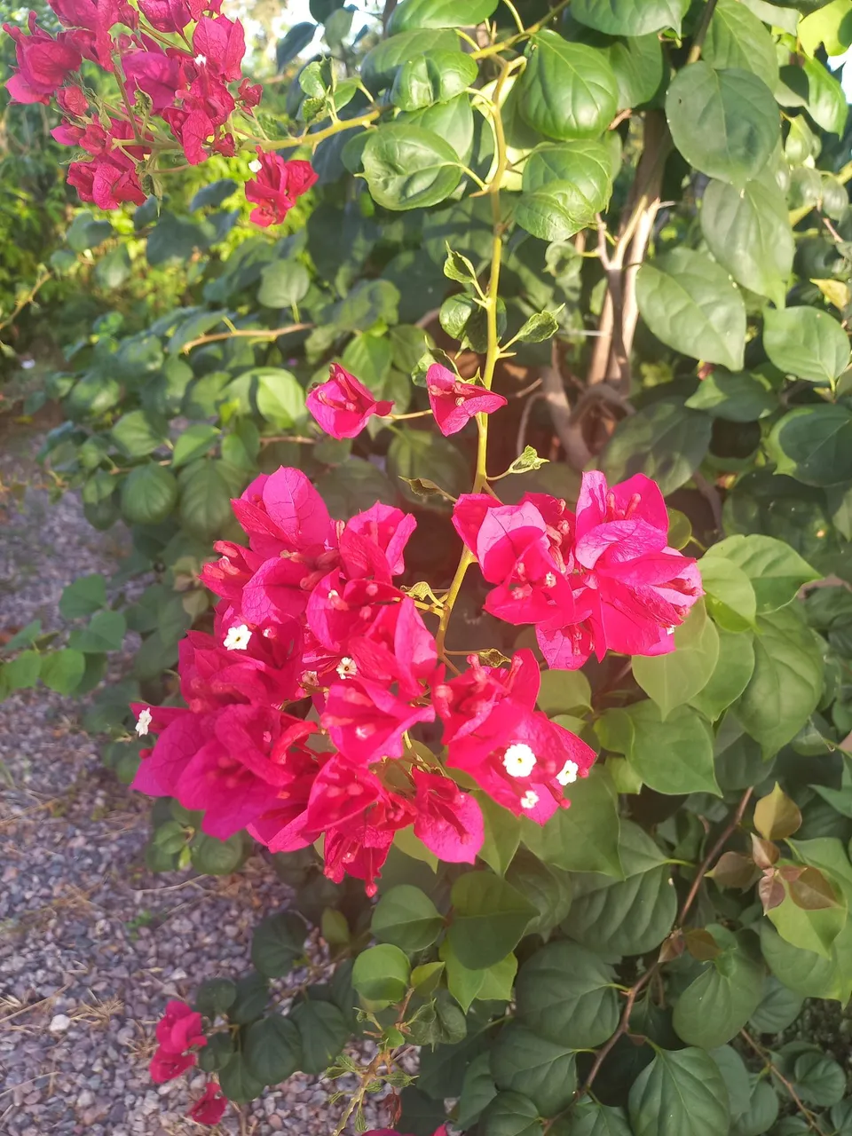 Bougainvillea vibrante para seu jardim