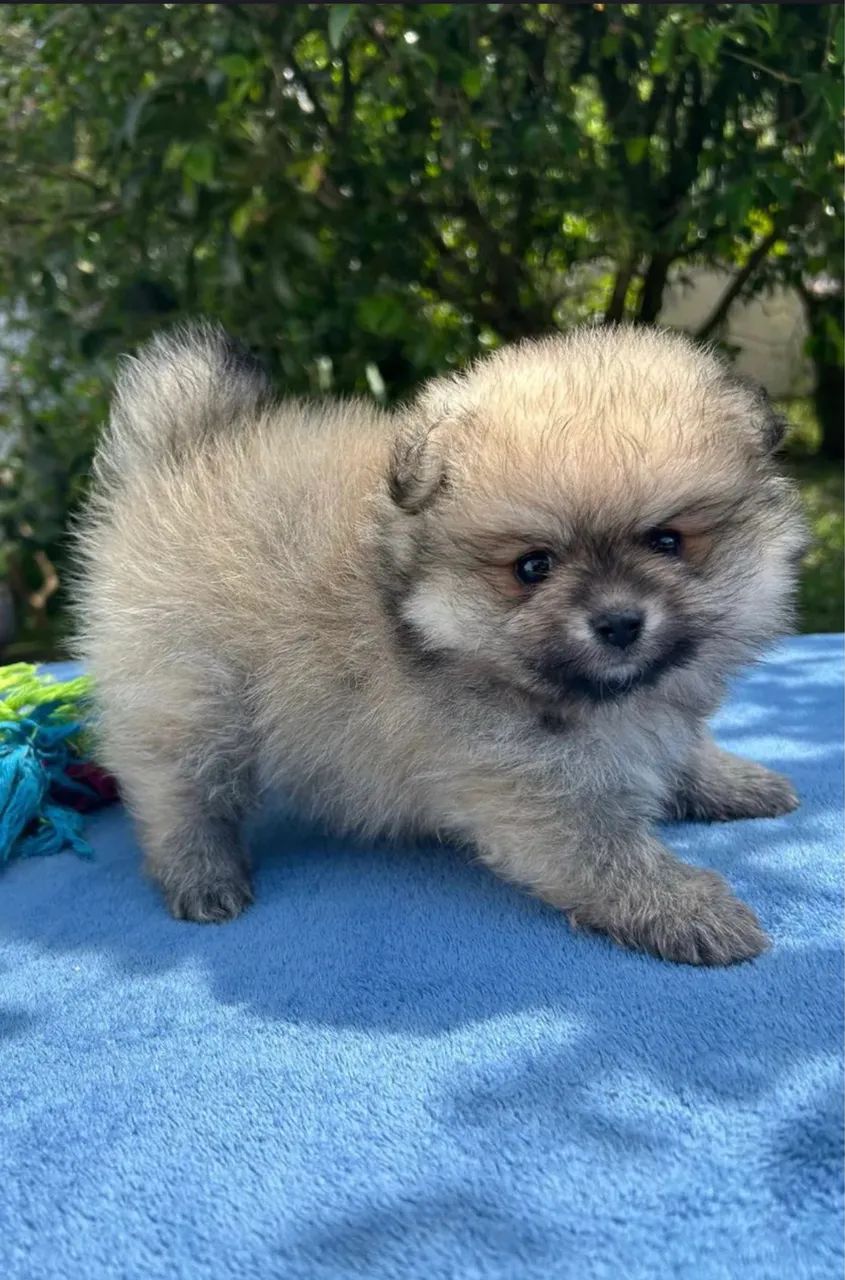 Spitz alemão ( restam apenas 2, um macho e uma fêmea  - Foto 3