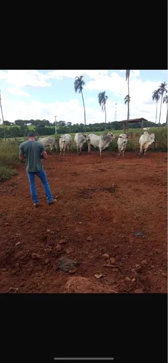 Touros Nelores - Foto 5