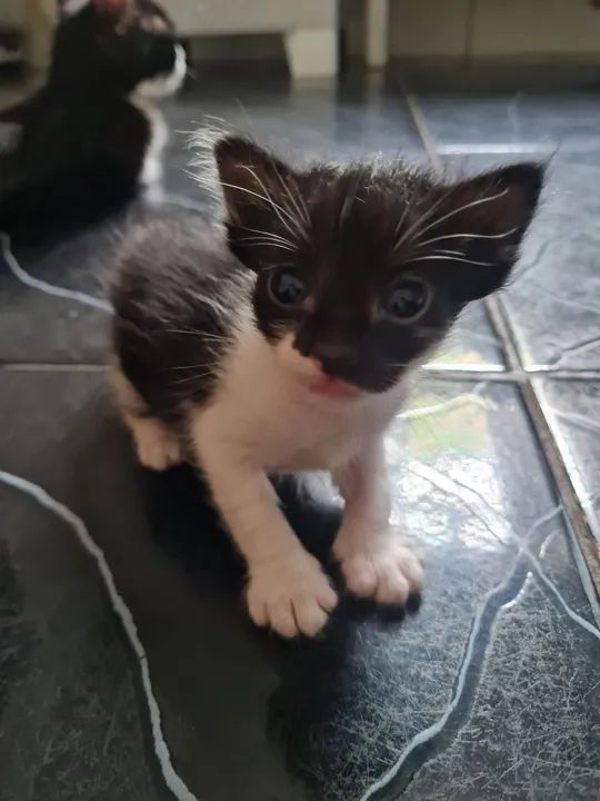 Gatinho preto e branco disponível para adoção - Foto 2