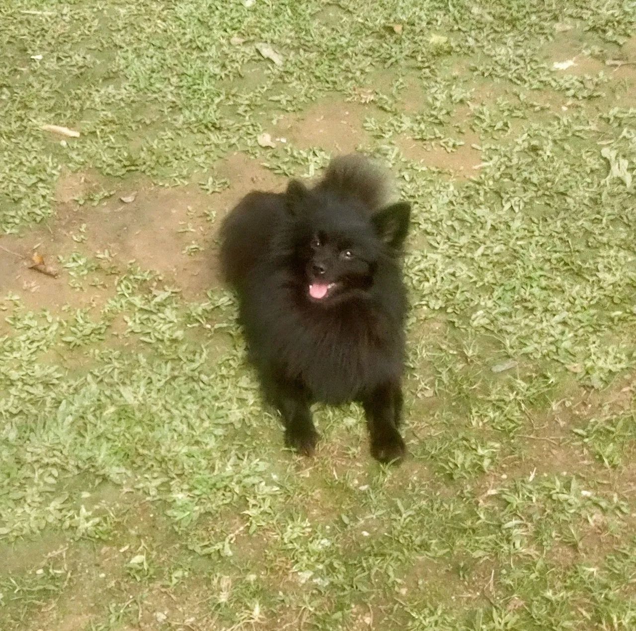 Spitz Alemão fêmea 