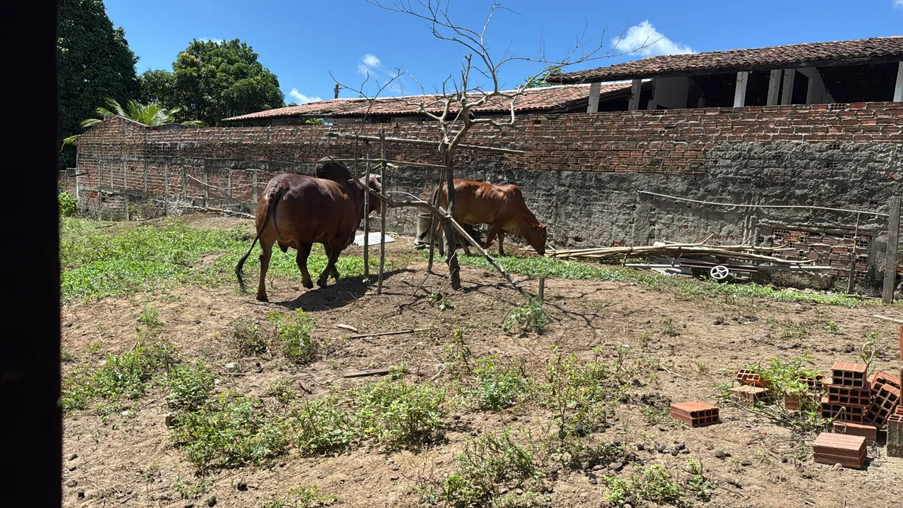 Venda de gado Sindi Igarassu Pernambuco