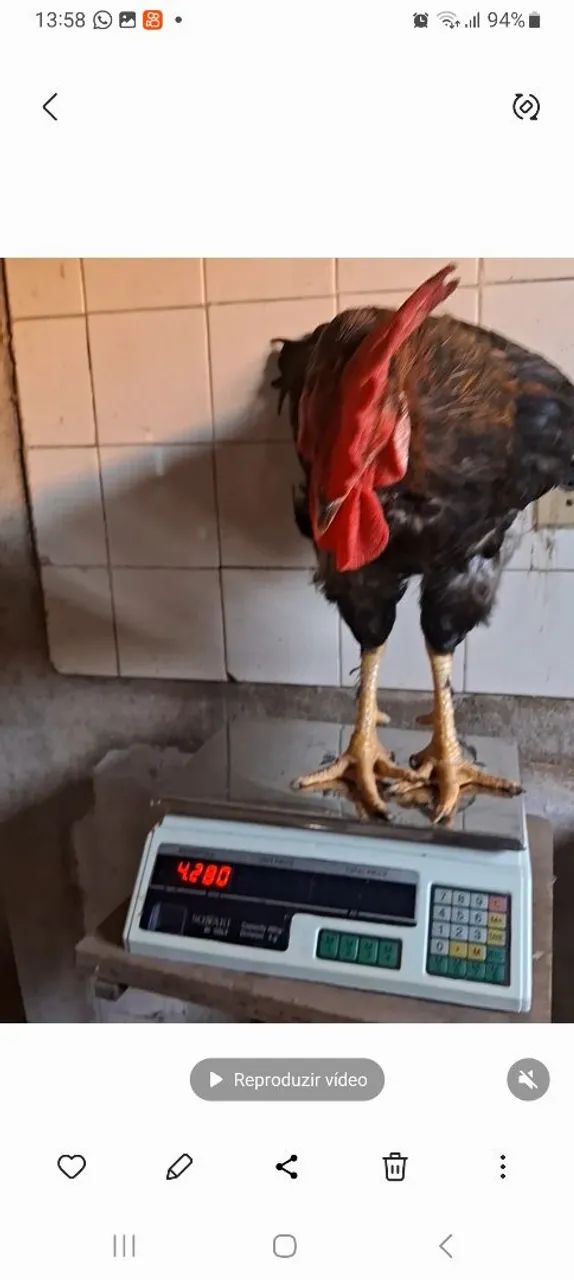 Galo de raça para venda