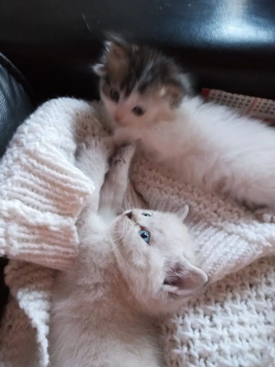 Gatos persas - Foto 3