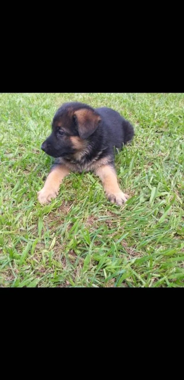 Pastor Alemão lindos - Foto 2