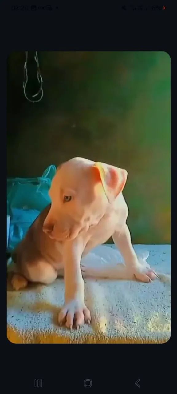 Cachorro macho pedigree pitbull puro