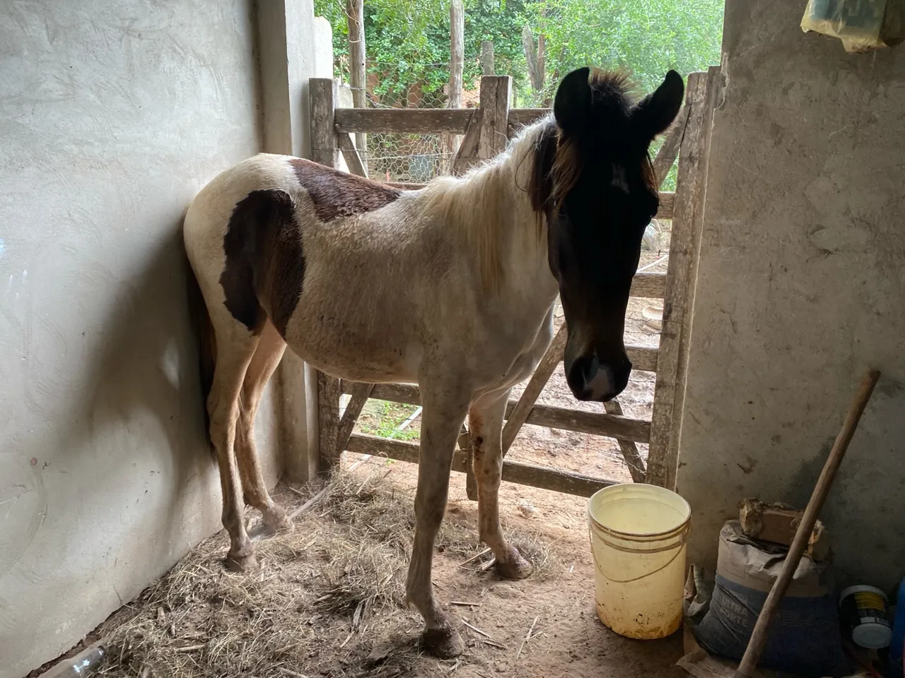 Cavalo manga larga machador