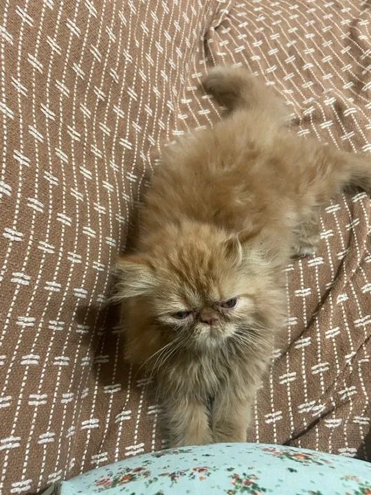 Gato perca  - Foto 3