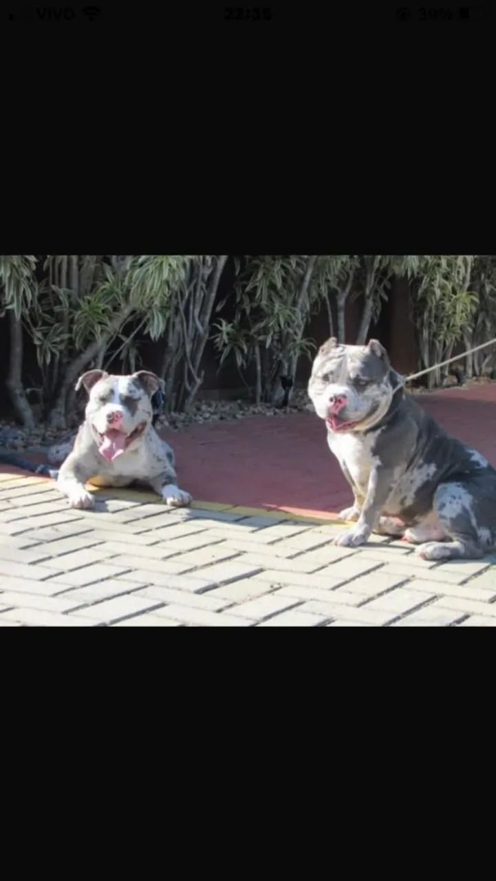 Casal de American Bully micro disponíveis leia - Foto 5