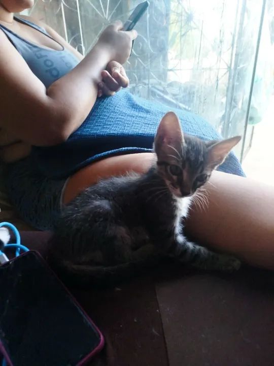 Gatinho fofo para adoção - Foto 3
