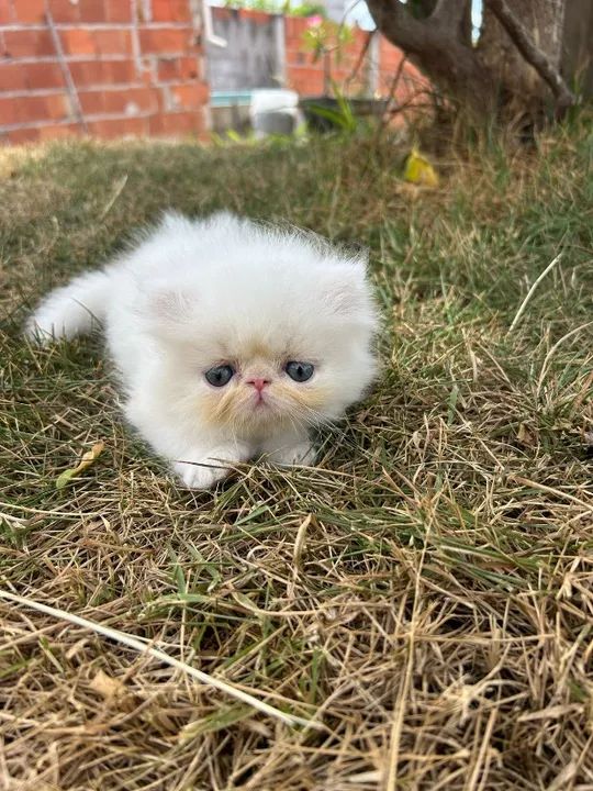 Gatos Persa, vacinados e vermifugados - Foto 2