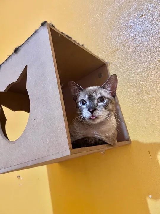 Gata com olhos azuis para adoção responsável  - Foto 4