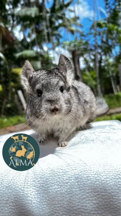 Chinchila Bege e standard disponível  - Foto 2