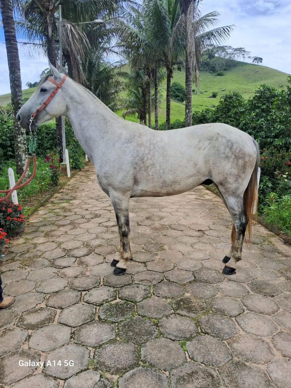 Cavalo  - Foto 5