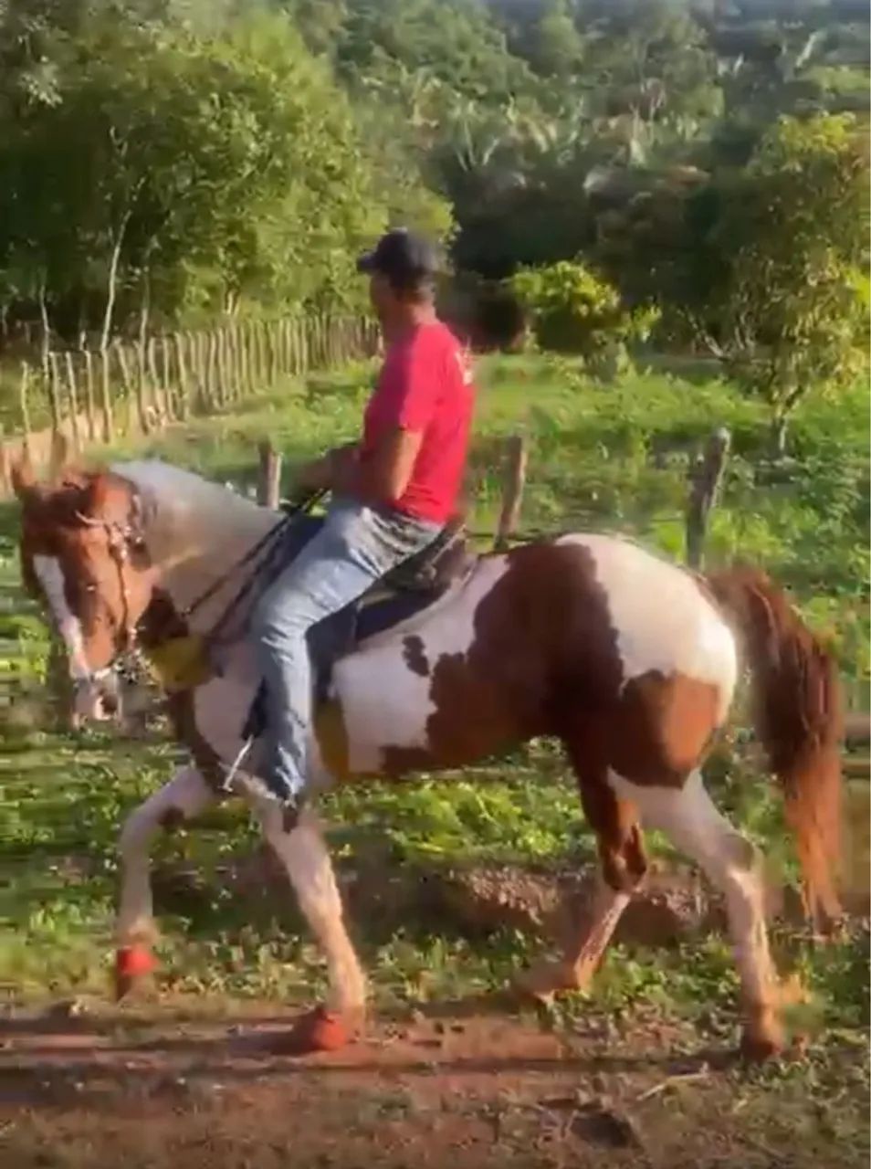 Cavalo Paint Horse para venda