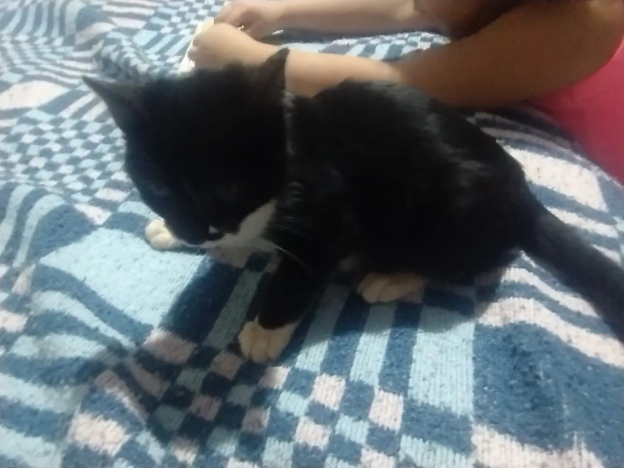 Gatinho filhote para adoção